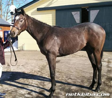 Read the rest of this entry ». ミンナノヒーロー | 競走馬データ - netkeiba.com