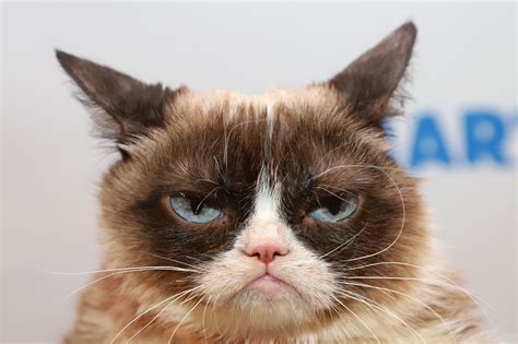 Internets Famous Grumpy Cat Dies At Age 7 Live Science