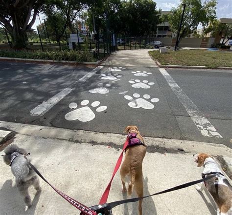 Best Dog Parks In Puerto Rico For 2023 Roam Puerto Rico