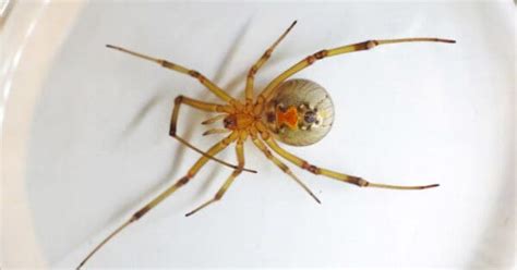 5 Poisonous Venomous Spiders In Florida Wiki Point