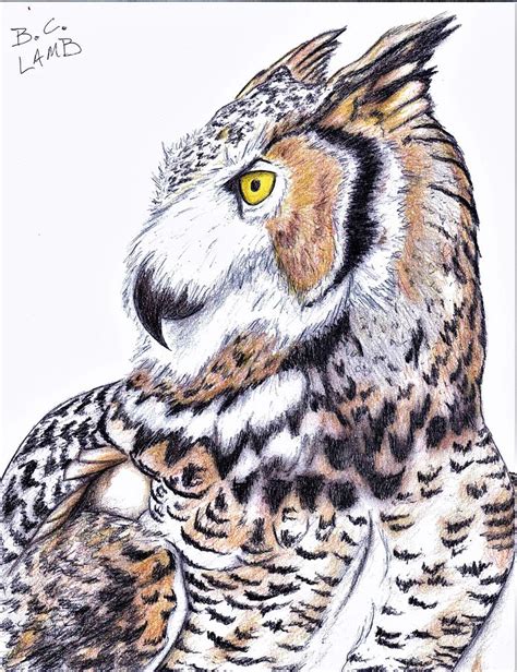 Great Horned Owl Drawing By Bryant Lamb Pixels