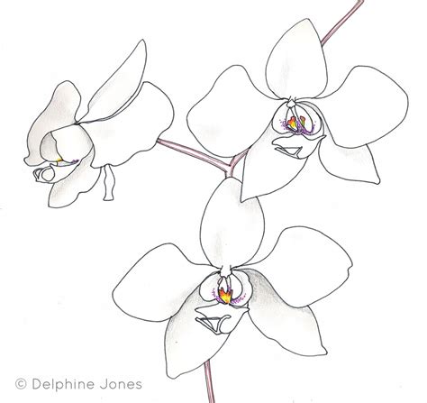 Simple Orchid Drawing At Getdrawings Free Download