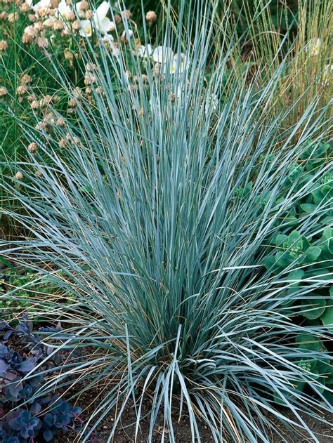 Blue Oat Grass Helictotrichon Sempervirens Adds Spiky Drama To