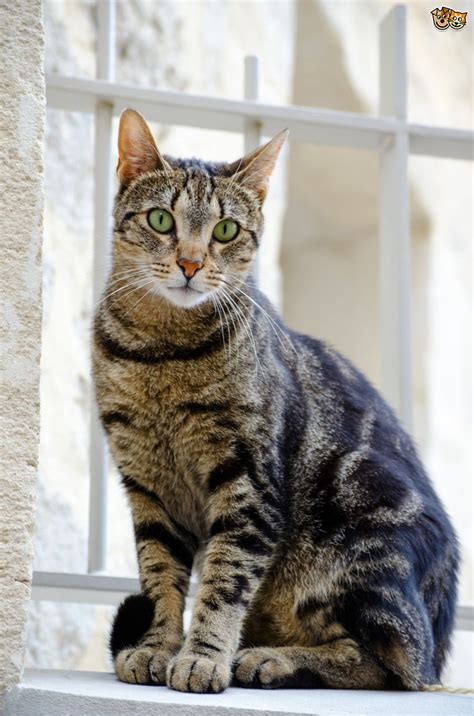 We did not find results for: What kind of cat is a tabby? 30+ Tabby Cat Photos | FallinPets