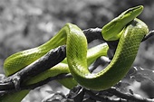 Free Images : scale, fauna, close up, vertebrate, serpent, grass snake ...