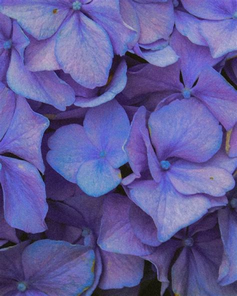 purple plants flowers rose
