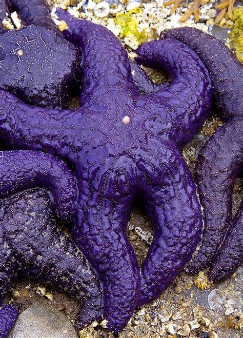 Purple Starfish Wash Up On Salt Spring Island Canada We Found Them