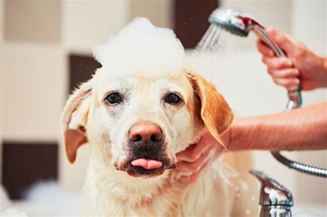 How Often Should You Wash Your Dog