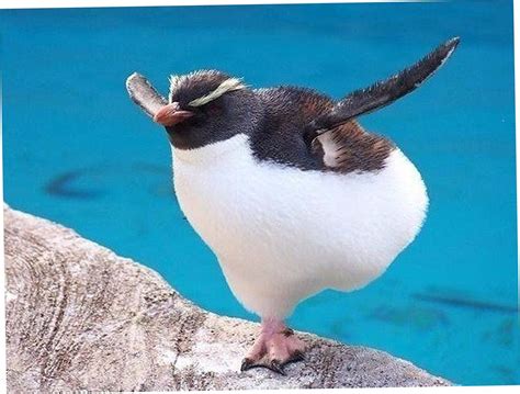 25 Today Lol Images Cute Penguins Cute Birds Penguins