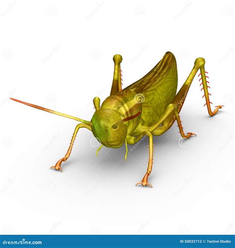 Katydids Stock Illustrations Vectors And Clipart 5 Stock Illustrations