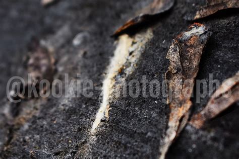 Burnt To A Crisp By Kookie Photographs On Deviantart