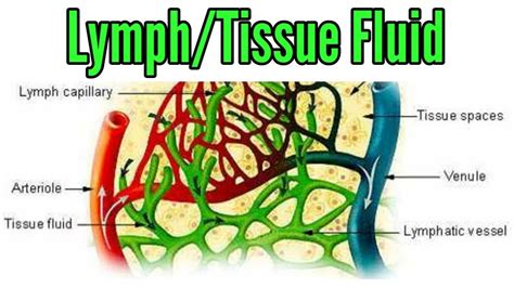 Lymph Tissue Fluid Youtube