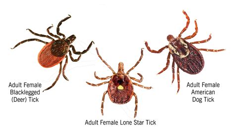 Alpha Gal Allergy From Lone Star Ticks Rising On East End Dans Papers