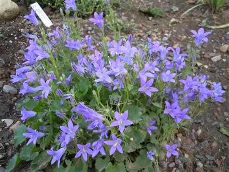 Campanula Bell Flower Care Best Flower Site