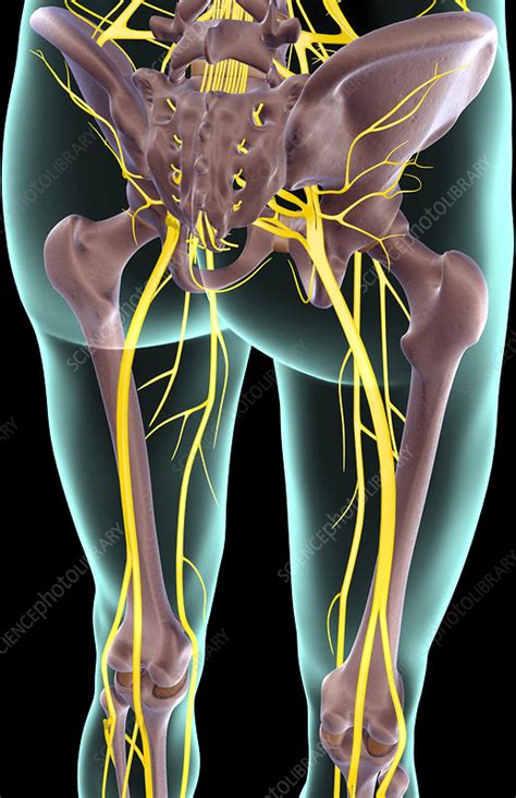 The nerves of the lower limb - Stock Image - F001/4051 - Science Photo