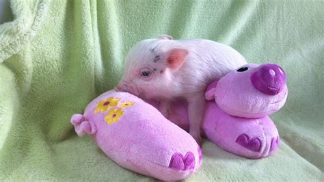 15 Piglets That Are Even Cuter Than Kittens Teacup Piglets Teacup