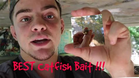 Best Catfish Bait Catching Creek Chubs Youtube