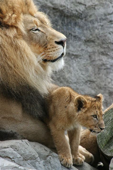 Lion Cub Update & Video - 20 Weeks Old - Sacramento Zoo