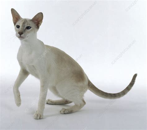 Lilac Tortie Tabby Point Siamese Cat Stock Image C0540680