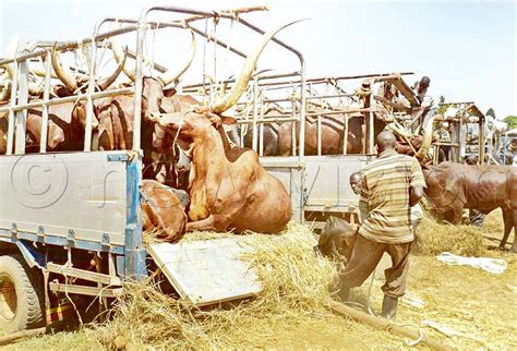 Security Stuck With Stolen Cattle New Vision Official