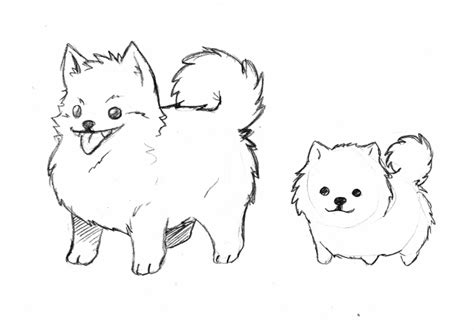 Pomeranian Sketches By Rongs1234 On Deviantart
