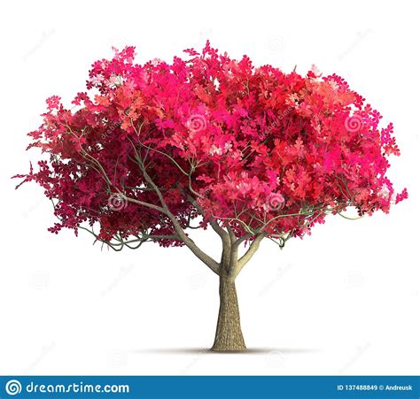 Cherry Blossom Tree Isolated 3d Illustration Stock Image Illustration