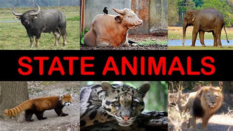'bras ljongs), which means valley of rice, while the bhutias call it beyul demazong, which means 'the hidden valley of rice. Sikkim Animals Name - Sikkim Animals Name With Image ...
