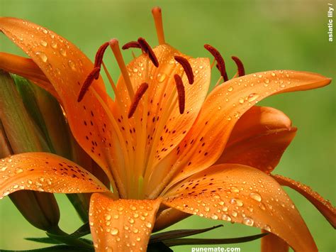 Lily flowers, lakewood, jefferson county, colorado, united states — location on the map, phone, opening hours, reviews. Punemate | Page 2