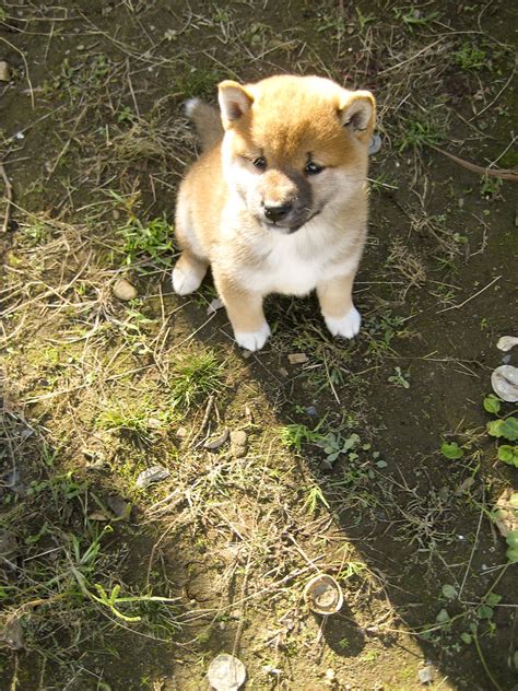 Baby Shiba Inu 柴犬 The Shiba Inu 柴犬 Shiba Inu Or Shiba Ke Flickr