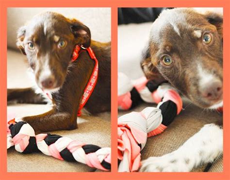 Dog T Shirt Chew Toy Fun Arts And Crafts Crafts To Make Puppy Chew