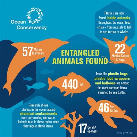 Entangled Animals Infographic Ocean Food Ocean Plastic Pollution