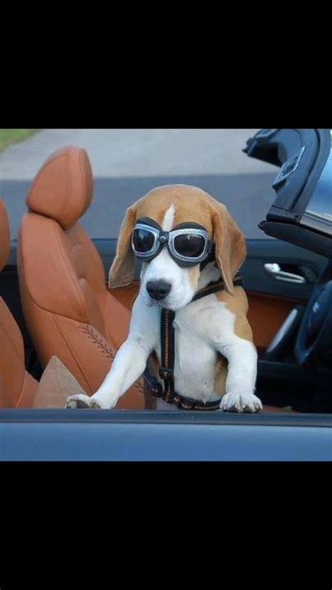 14 Funny Beagle Pictures That Will Cheer You Up Page 2 Of 4 Petpress