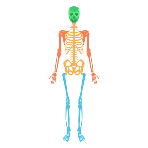 Diseño Png Y Svg De Sistema Esquelético Cuerpo Humano Huesos De Colores