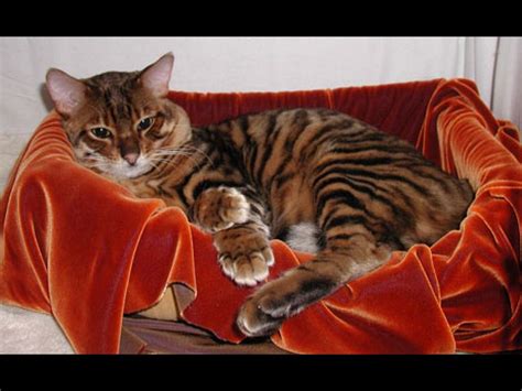 Toyger Information Health Pictures And Training Pet Paw