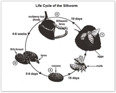Academic Ielts Writing Task 1 Sample 94 Life Cycle Of The Silkworm