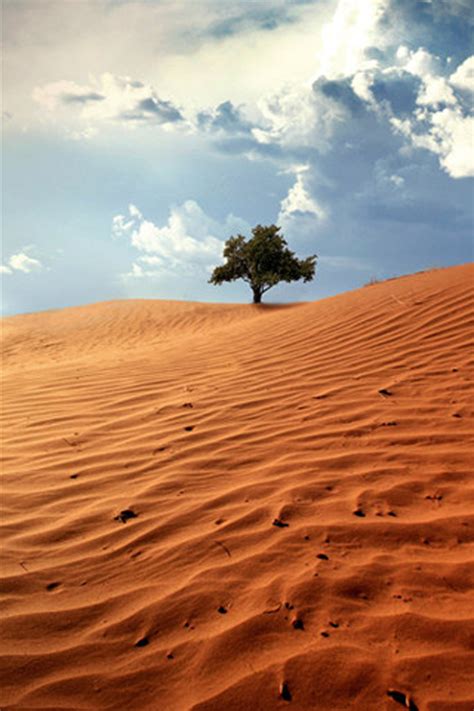 Desert Tree Iphone Wallpaper Hd