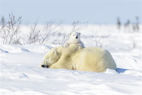 Polar Bear With Cub Mother Love Stock Photo Image Of Cute Cubs