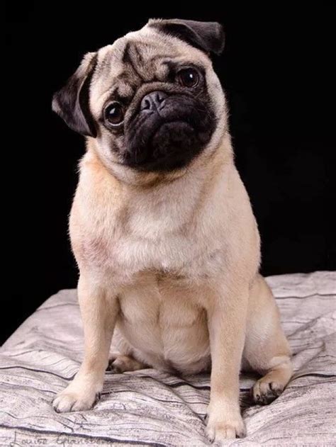 10 Fun Facts About Pugs You Need To Know Dogbreedo