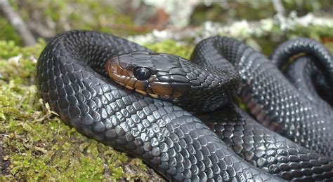 Snakes Of Around The World Indigo Snake