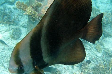 The Longfin Spadefish Whats That Fish