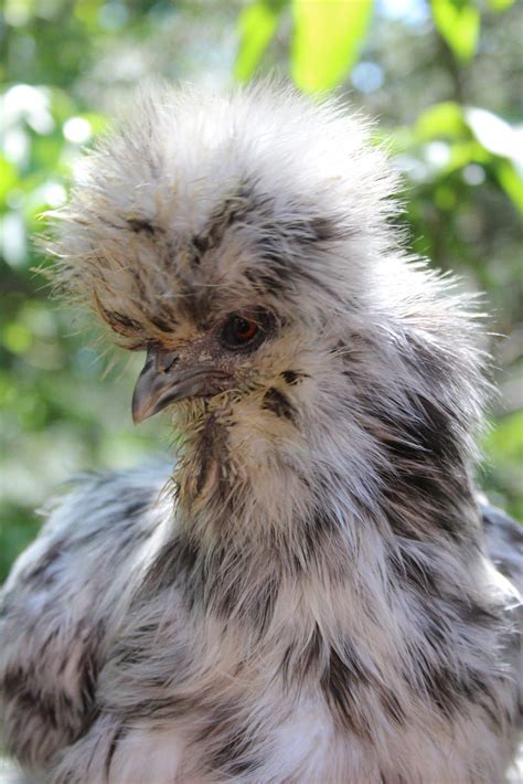 A Chicken A Day Silkie Chickens Beautiful Chickens Fancy Chickens