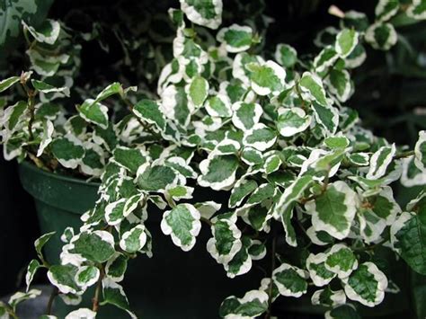 What is a creeper plant? variegated creeping fig - great indoor plant for shady ...