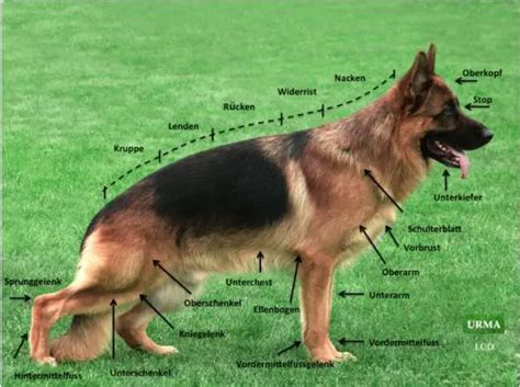 Evolution Of German Shepherd Tabitomo