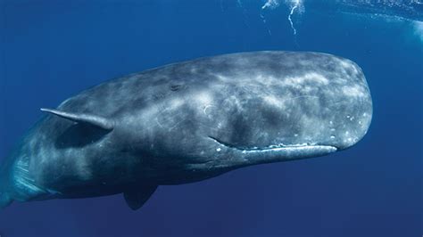 Sepuluh ekor paus sperma terdampar di pesisir pantai ujong kareng, provinsi aceh. Paus Sperma, Si Kepala Kotak Bergigi Besar yang Semakin Rentan