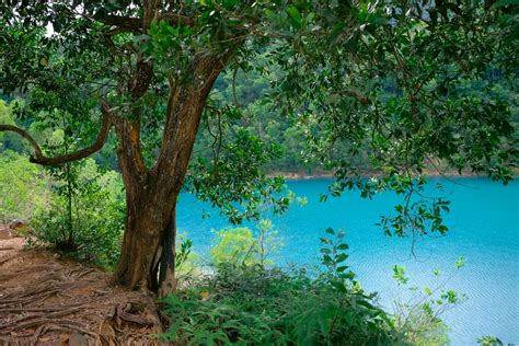 Green Tree And Plants Along A Body Of Water · Free Stock Photo