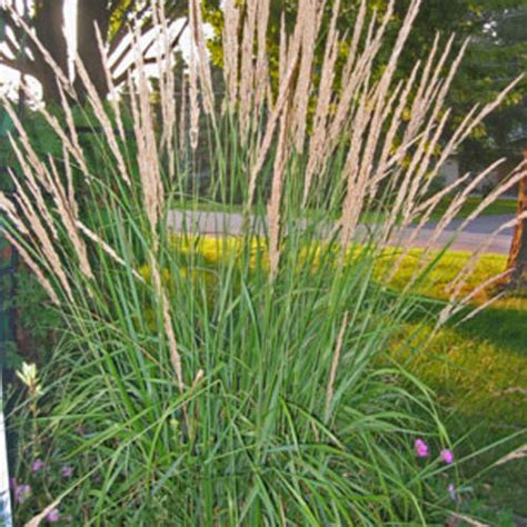 Karl Foerster Feather Reed Grass Calamagrostis Acutiflora Proven