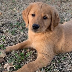 Food habits may be the reason for the short hair of your golden retriever. Short Haired Golden Retriever - petfinder
