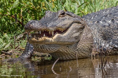 2356 American Alligator Brazoria National Wildlife Refuge Tx Dennis