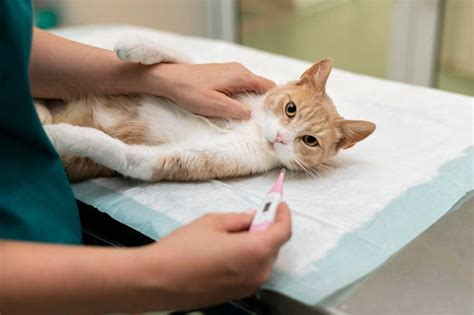 Recognize And Treat Staph Infection In Cats Catbuzz