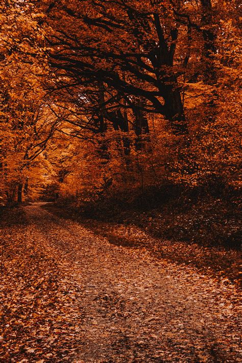 Forest Path Autumn Trees Foliage Hd Phone Wallpaper Peakpx